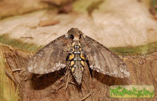 Manduca sexta