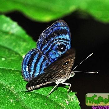Mesosemia hesperina