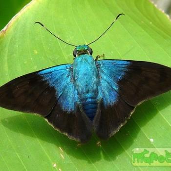 Astraptes alardus