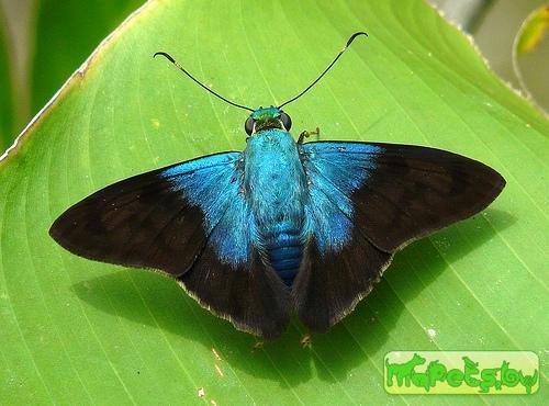 Astraptes alardus