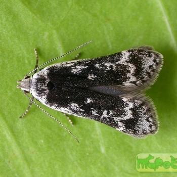 Anacampsis blattariella