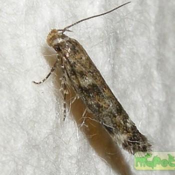 Caryocolum fraternella