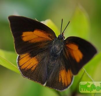 Curetis acuta