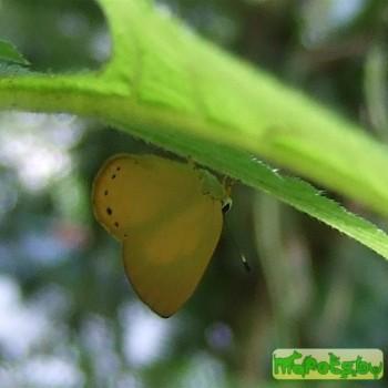 Euselasia chrysippe