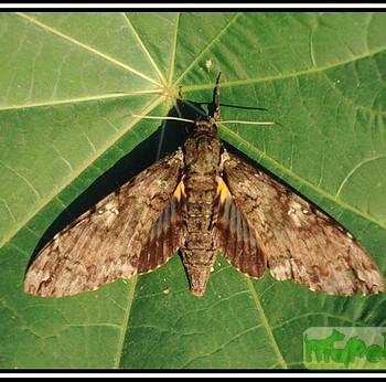 Cocytius duponchel