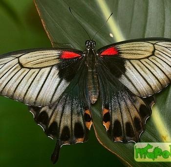 Papilio lowi