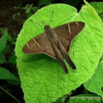 Urbanus teleus