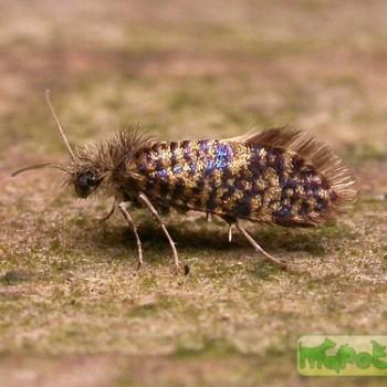 Eriocrania cicatricella