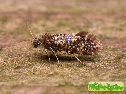 Eriocrania cicatricella