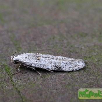 Carpatolechia alburnella