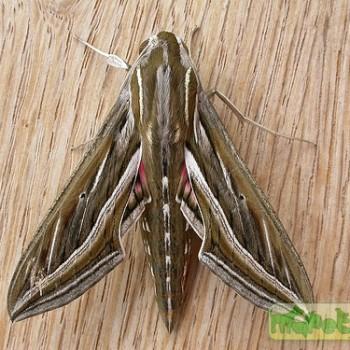 Hippotion celerio