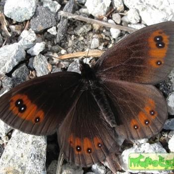 erebia meolans