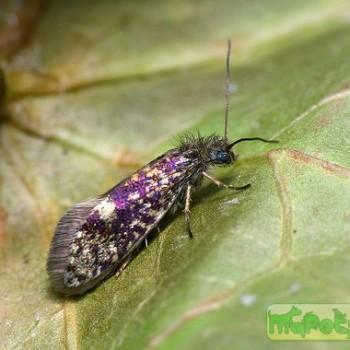 Eriocrania semipurpurella