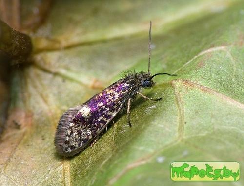 Eriocrania semipurpurella