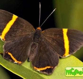 Riodina lysippoides