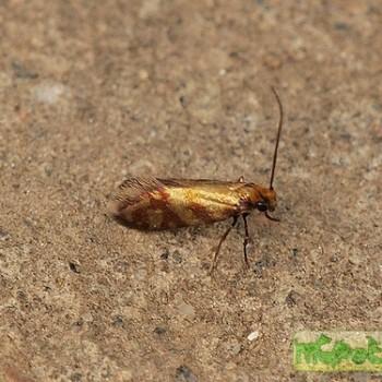micropterix tunbergella