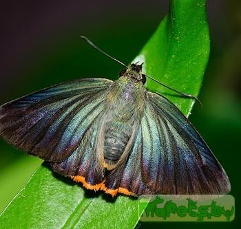 Choaspes hemixanthus