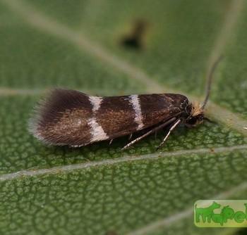 Phylloporia bistrigella