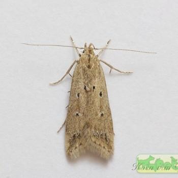Brachmia inornatella