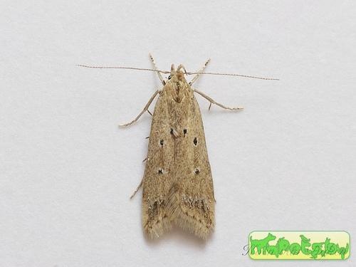 Brachmia inornatella