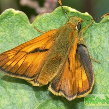 Ochlodes faunus
