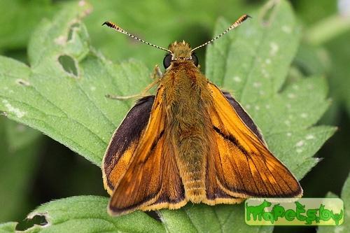 Hesperia comma (Толстоголовка-запятая)