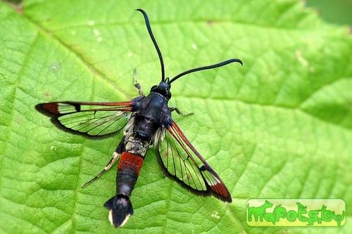 Synanthedon formicaeformis