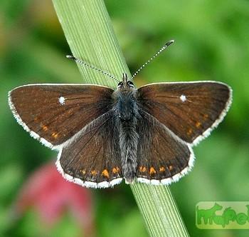 Aricia artaxerxes (Ариция атраксеркс, аргус шотландский, Голубянка бурая)