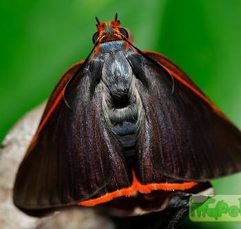 Bibasis oedipodea