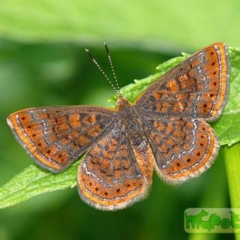 Calephelis muticum