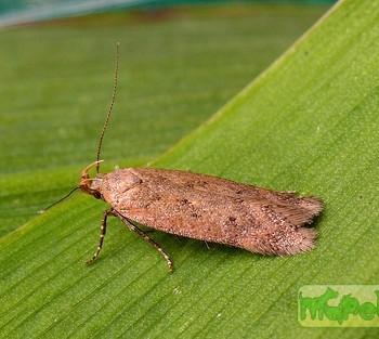 Bryotropha terrella