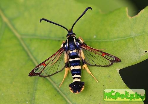 Synanthedon vespiformis