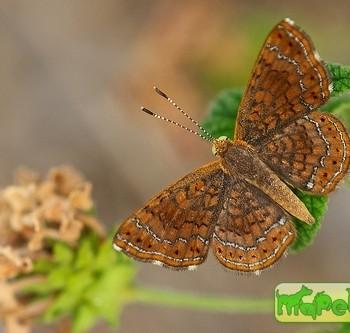 Calephelis rawsoni