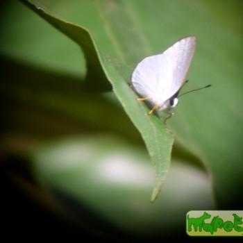 Euselasia aurantia