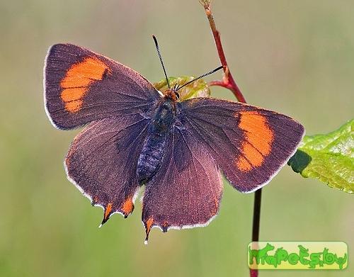 Thecla betulae