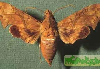 Aleuron neglectum