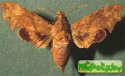 Aleuron neglectum
