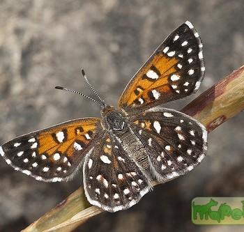Металлический Мормон