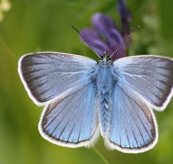 Polyommatus amandus (Голубянка милая, голубянка Аманда, голубянка быстрая)