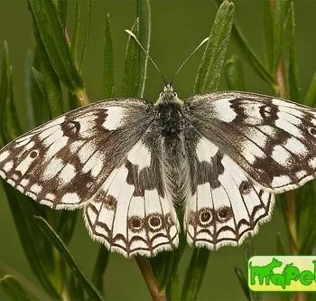 Melanargia russiae (Пестроглазка русская)