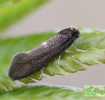 Incurvaria pectinea