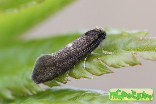Incurvaria pectinea