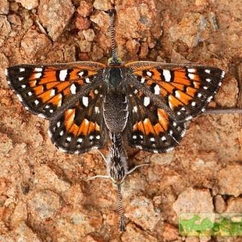 Apodemia virgulti