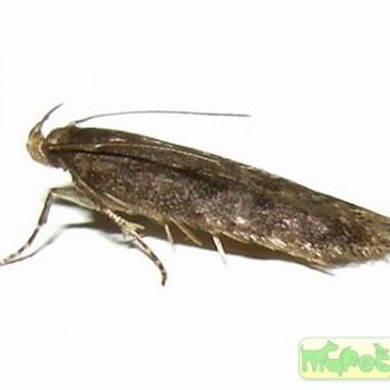 Bryotropha similis