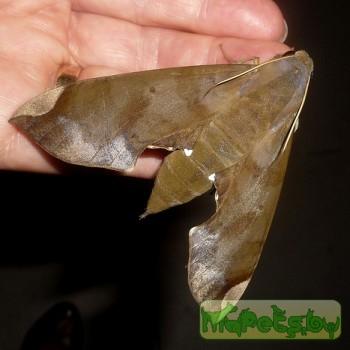 Pachylia ficus
