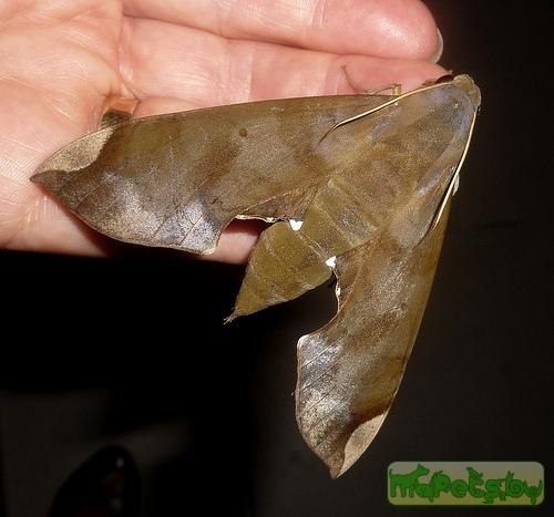 Pachylia ficus