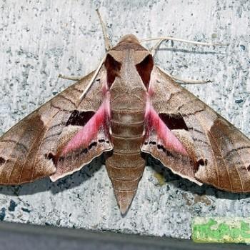 Eumorpha achemon