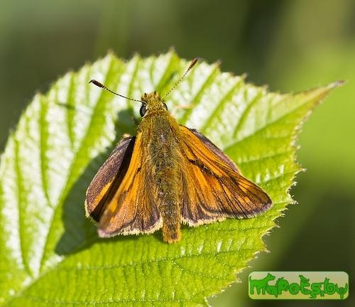 Ochlodes venata