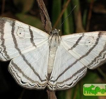 Leucochimona lagora