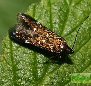 Argolamprotes micella
